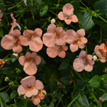 Diascia Elfjes Salmon XXL